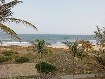 Hàng dừa trên bãi biển Mỹ Khê
