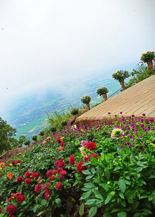 Vườn hoa trên đỉnh núi Bà Đen