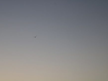 Cánh chim bay lượn giữa bầu trời