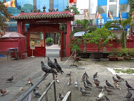 Chim Bồ Câu, tại Chùa Phước Hải, Chùa Ngọc Hoàng