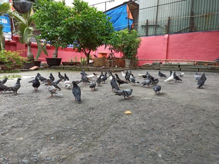 Đàn chim Bồ câu tại chùa Phước Hải (chùa Ngọc Hoàng)