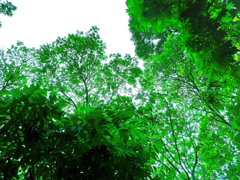 Hình nền cây xanh và bầu trời