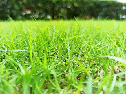 Ảnh hình nền cỏ xanh đẹp chụp macro
