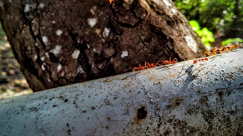 Hình ảnh đàn kiến vàng chụp macro