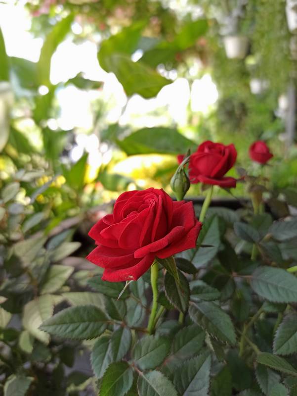 Ý nghĩa hình ảnh hoa hồng trắng cách trồng chi tiết tại nhà